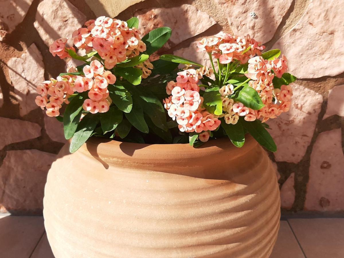 Aloe Villa Chania Crete Georgioupoli Zewnętrze zdjęcie
