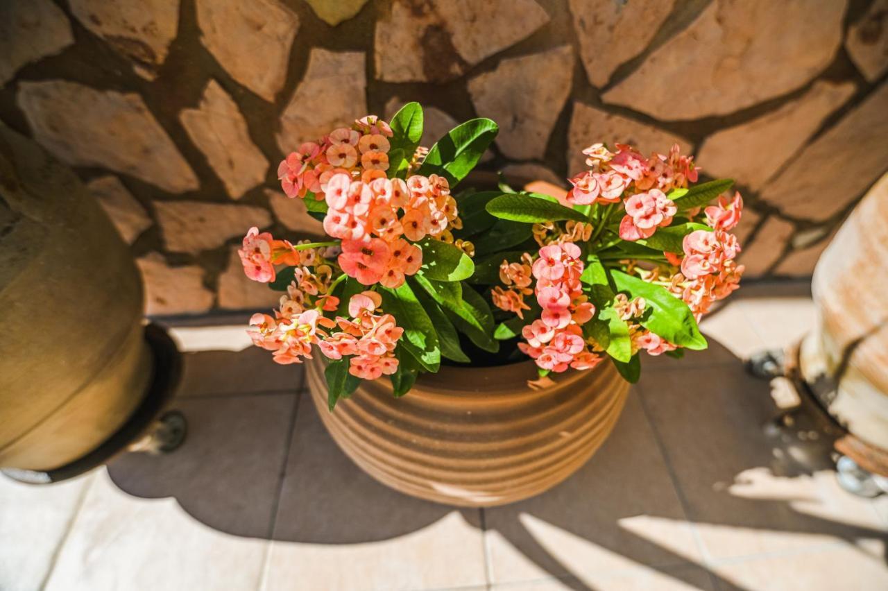 Aloe Villa Chania Crete Georgioupoli Zewnętrze zdjęcie
